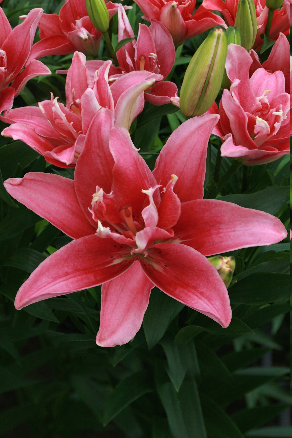 Double Lady lily bulb